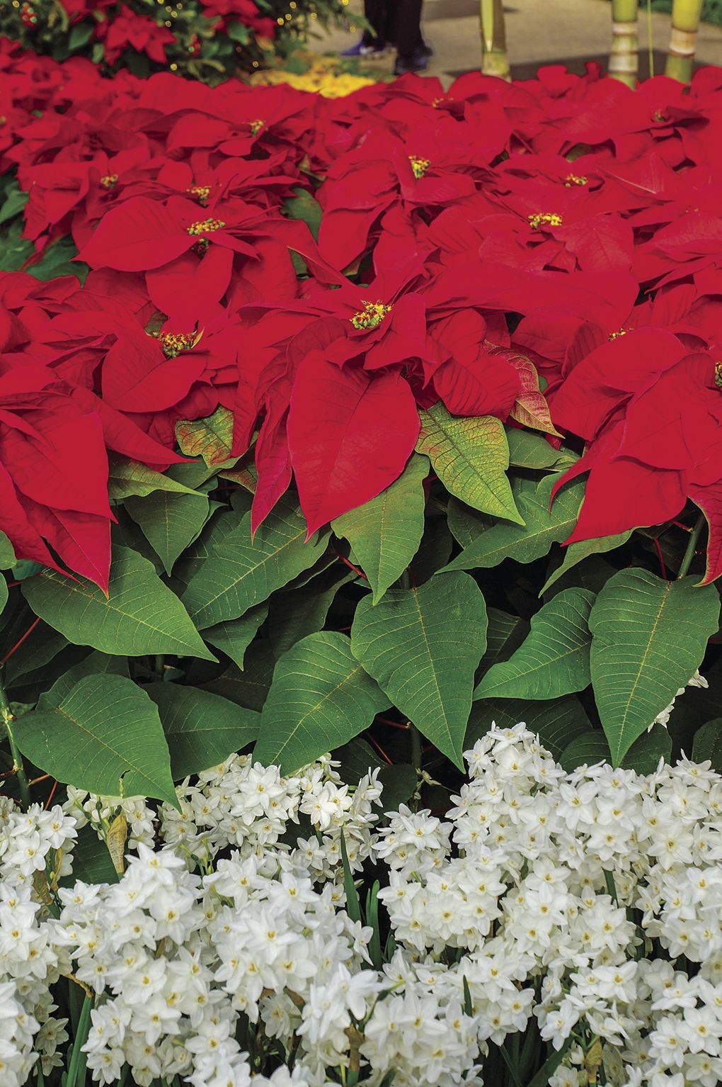 Holiday plant seminar
